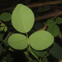 Dendrolobium umbellatum (L.) Benth.